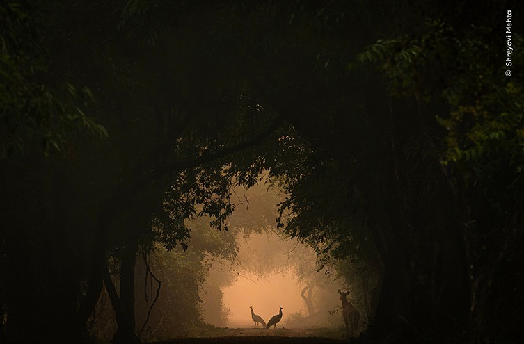 Shreyovi Mehta wildlife photography award - Peacock